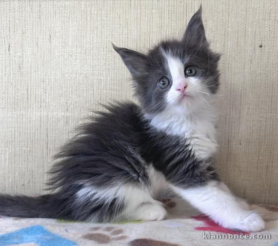 Chaton Maine coon à donner 