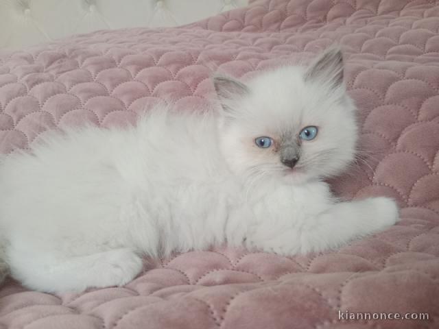 Adorable chaton ragdoll disponible 