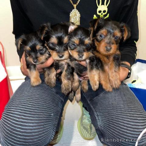 Je donne chiot Yorkshire femelle disponible 