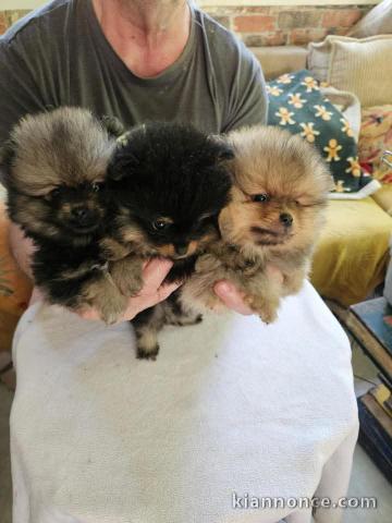 Chiots spitz nain Poméranie disponibles 
