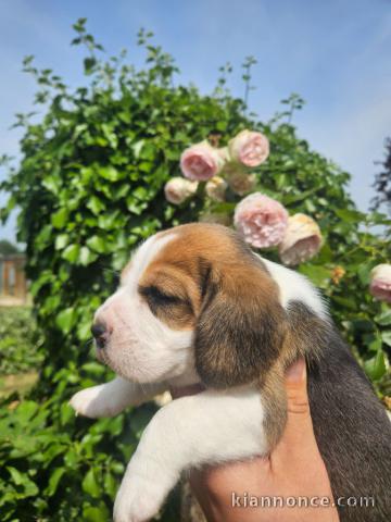 chiot beagle disponible 