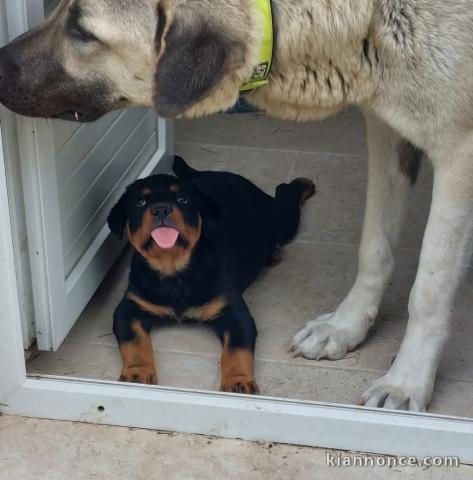 adoption chiot rottweiler disponible 