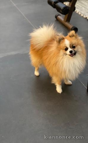 chiot spitz allemand race pure 