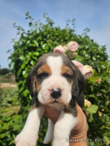 Adoption chiot beagle disponible 