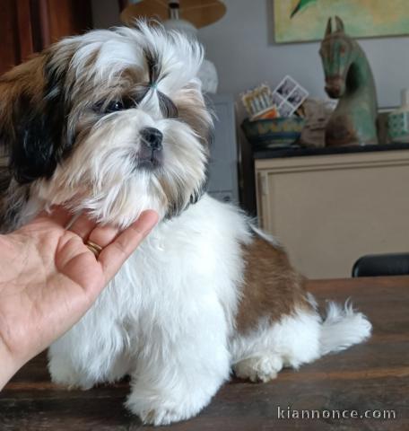 Dons chiot Shih Tzu disponible 