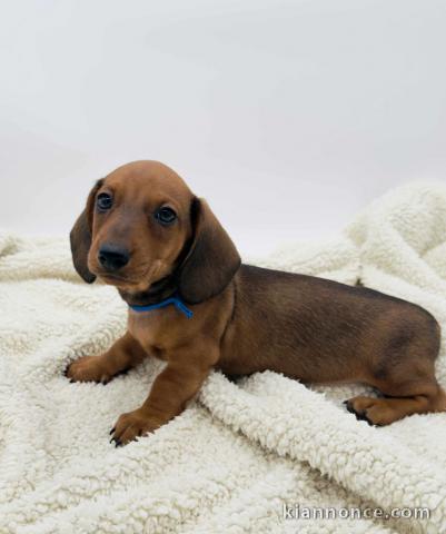 Bébé chiot type teckel a poil ras 