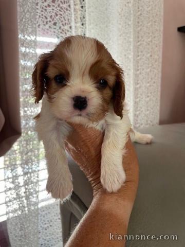 Je donne chiot cavalier king charle  