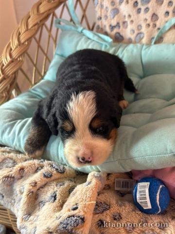 Dons chiot bouvier bernois à donner 