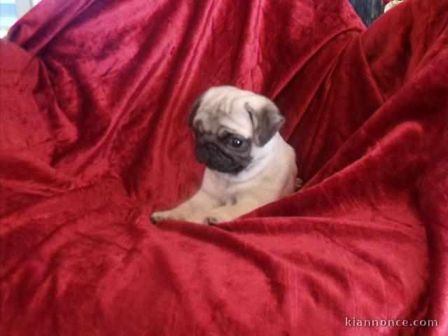 Dons chiot carlin disponible 