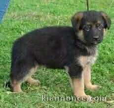 À adopter chiot berger allemand 