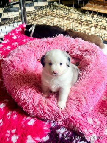 Je donne chiot berger australien 