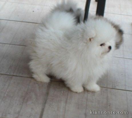 Je donne chiot type spitz allemand 