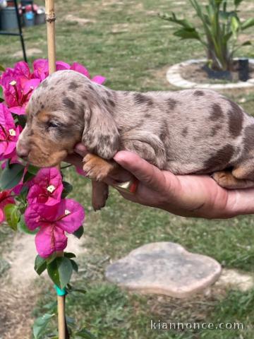 Chiots Teckel disponible 