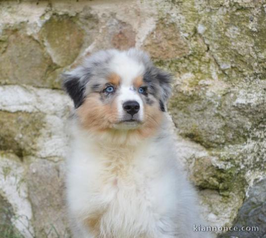 Chiots berger australien lof mâle 