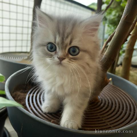 chaton persan chinchilla disponible 