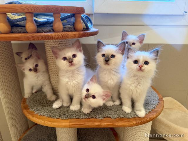 Dons chaton sacré de brimanie 