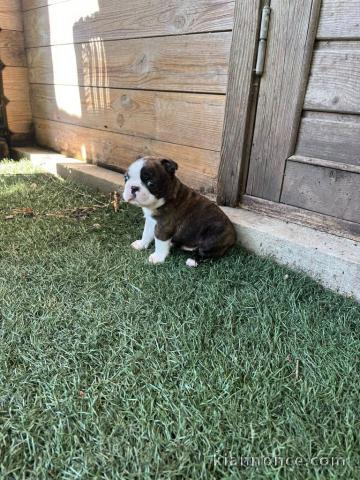 Chiot Boston terrier mâle disponible 