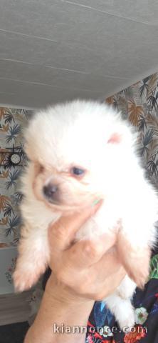 Dons chiot spitz allemand race pure 