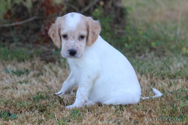 Bébé chiot setter anglais lof mâle 