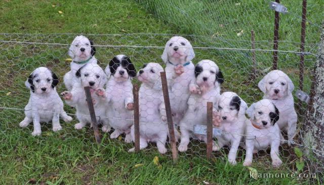 Magnifique chiot setter anglais femelle a donner 
