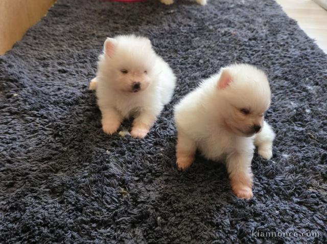 chiots spitz allemand race pure 