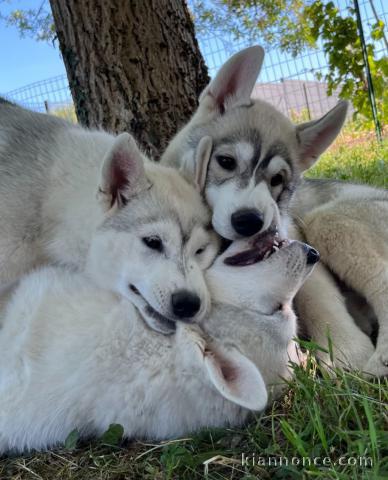Adopter chiot husky sibérien 