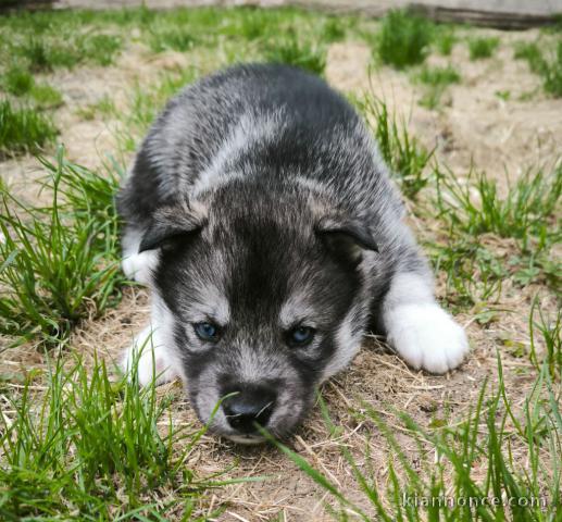 Chiot sibérien husky a donner 