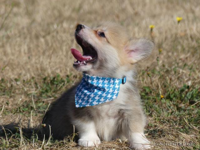 Chiots Welsh Corgi Pembroke mâle adorable 