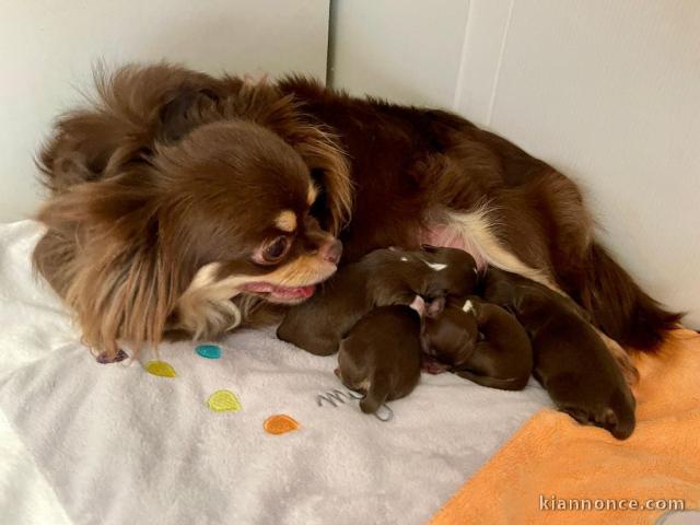 magnifique chiot chihuahua a donner 