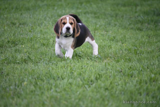 adorable chiot beagle disponible 