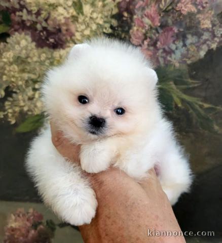 adorable chiot spitz allemand race pure 