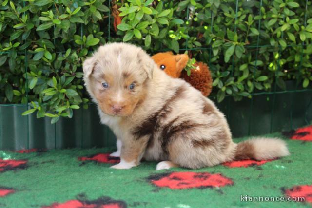 magnifique chiot berger australien mâle a donner 