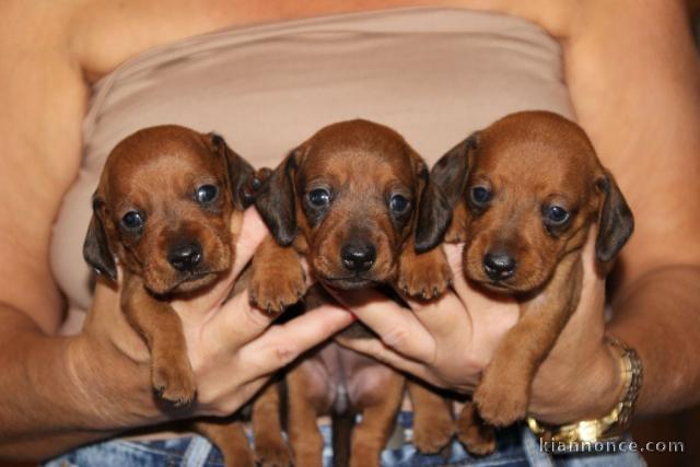 chiot teckel a poil ras disponible mâle et femelle 