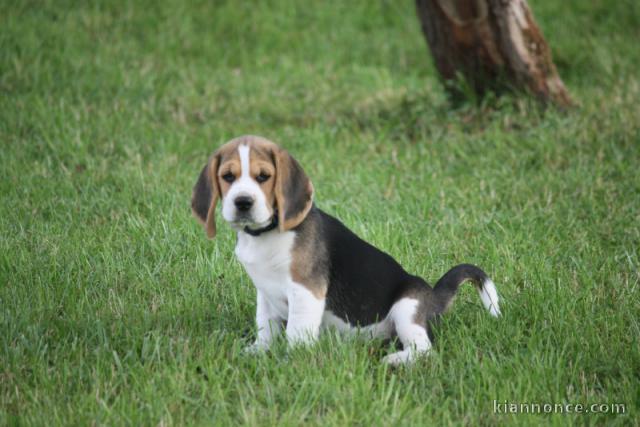 adorable chiot beagle disponible 