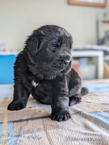 magnifique chiot Terre neuve mâle 