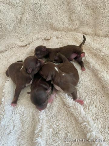 adorable chiot chihuahua mâle et femelle à adopter 