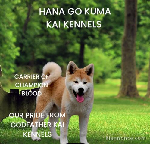 Akita Inu - female puppy, 6 months old Champion bloodline