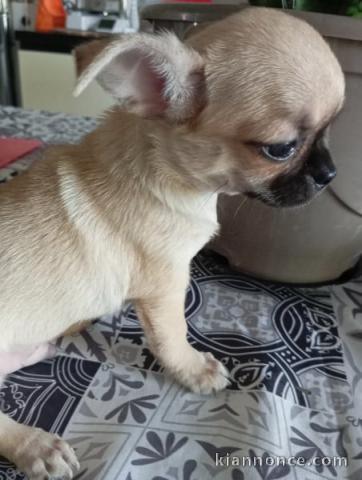 adorable chiot chihuahua femelle a donner urgent 