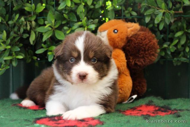 bébé chiot berger australien lof mâle 