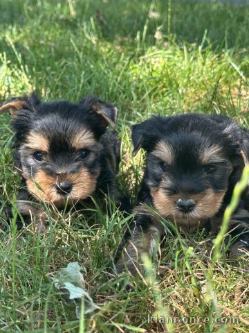 adoption chiot yorkshire terrier mâle et femelle 