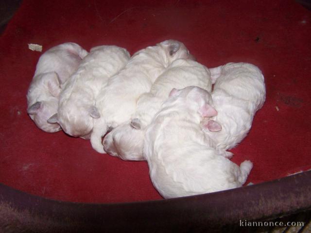 magnifique chiot bichon frisé 