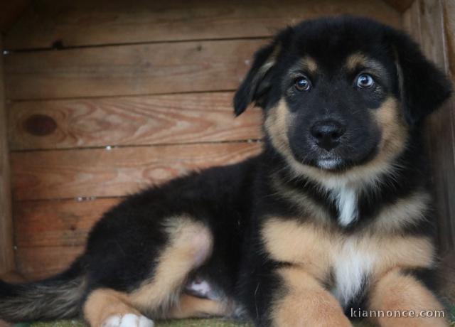 Don chiot berger australien mâle 