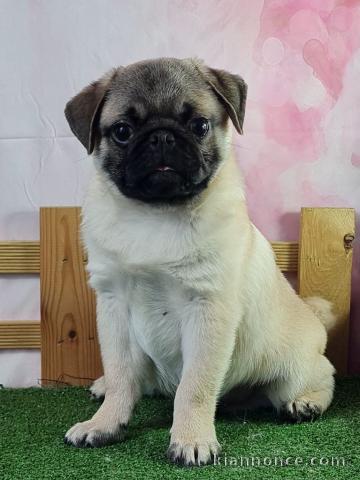 adopter chiot carlin disponible 