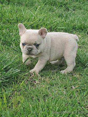 adopter chiot bouledogue français 