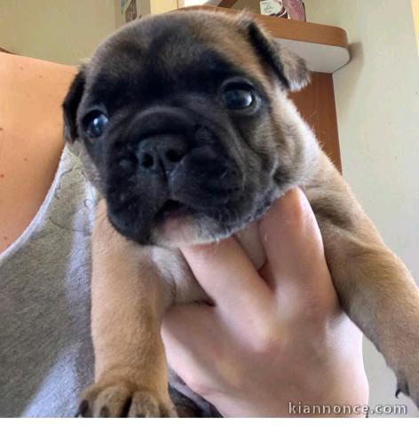 bébé chiot bouledogue français disponible 