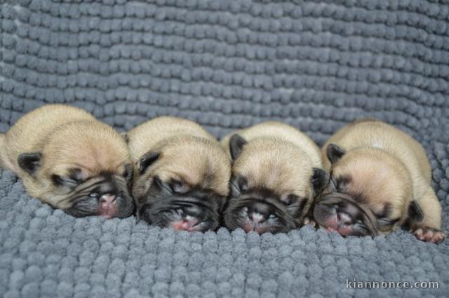 adoption chiot bouledogue français 