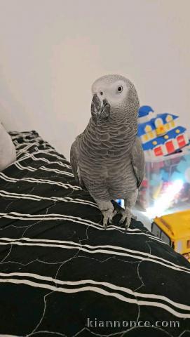 couple a donné perroquet gris du Gabon 