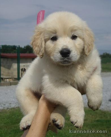 Chiot golden retriever 