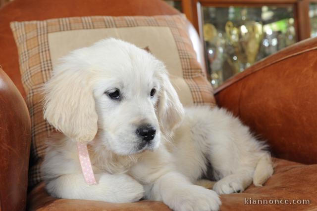 Chiot golden retriever 