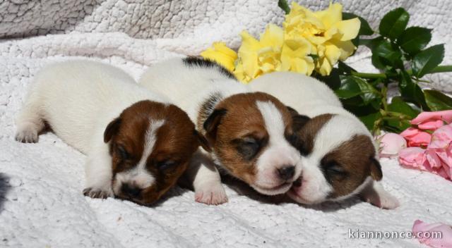 bébé chiot type jack Russel terrier a donner 